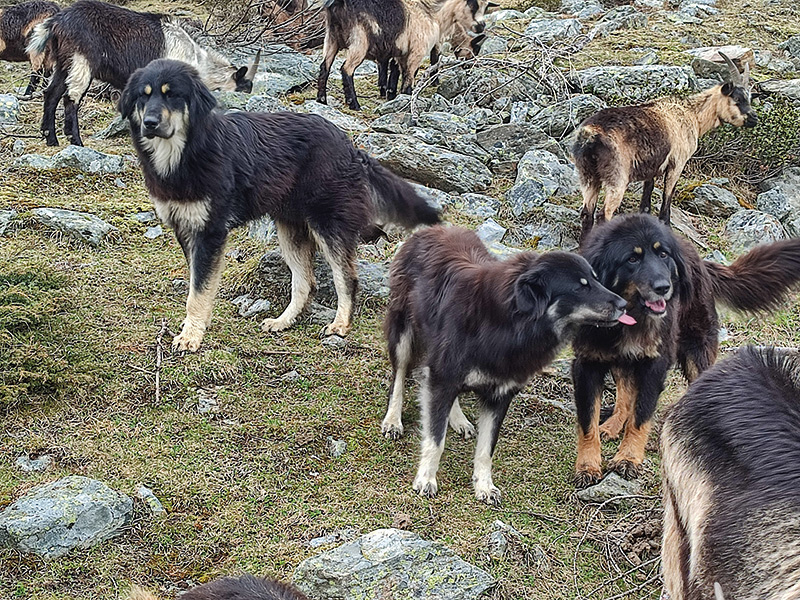 Passeirer Bergziegen mit  Herdenschutzhunden der  Rasse „Pastori della Sila“  auf der Soyalm in Martell; Foto: Philipp Bertagnolli