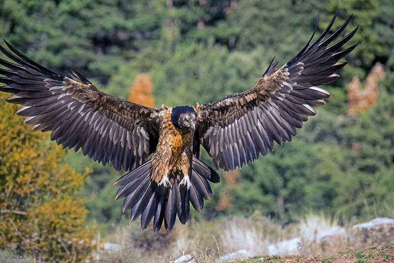 Juveniler Bartgeier im Landeanflug; Foto: Rocco Malgeri