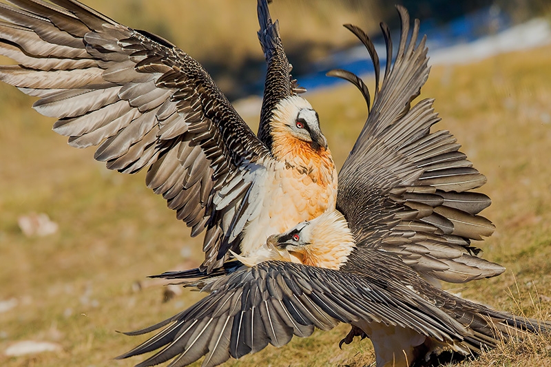 Der Bartgeier war in den Alpen um 1930 ausgerottet worden. Seit 1986 ist er durch ein Wiederansiedlungsprojekt in den Alpenbogen zurückgekehrt   Foto: Valerio Ferrario