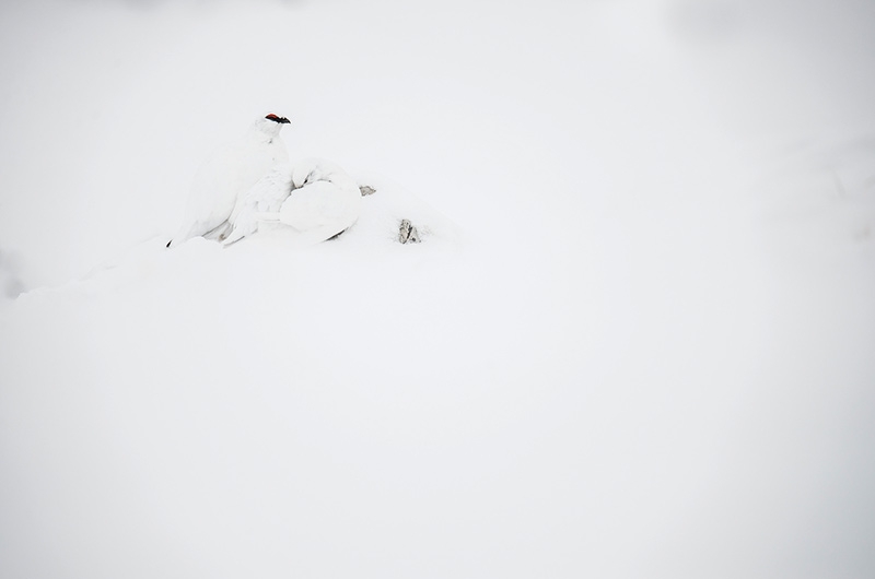 Die Tarnung des Schneehuhnes ist vollkommen. Der Hahn wechselt  viermal im Jahr die Federn, die Henne  mausert dreimal  Foto: Annamaria Pernstich