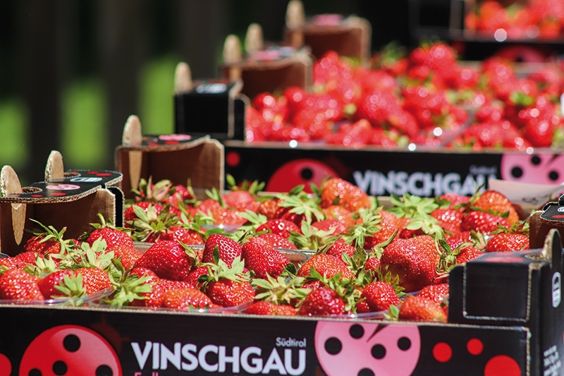 In den 60er Jahren nahm der Erdbeeranbau im Martelltal seinen Anfang, immer wieder waren Rückschläge dabei, 1989 gründeten die Erdbeerbauern die MEG, die Marteller Erzeugergenossenschaft, heute  produzieren 29 Mitglieder Erdbeeren und viele weitere Produkte