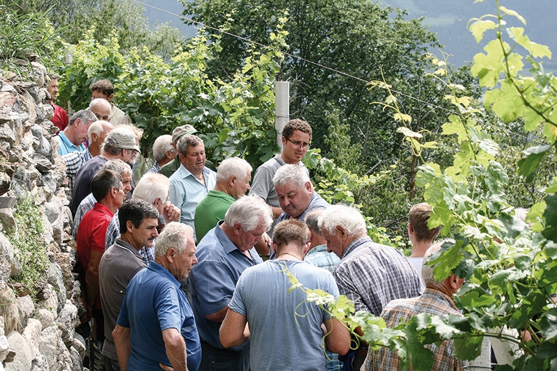 Mitglieder des Weinbauvereins Vinschgau in der  Rebanlage bei Schluderns
