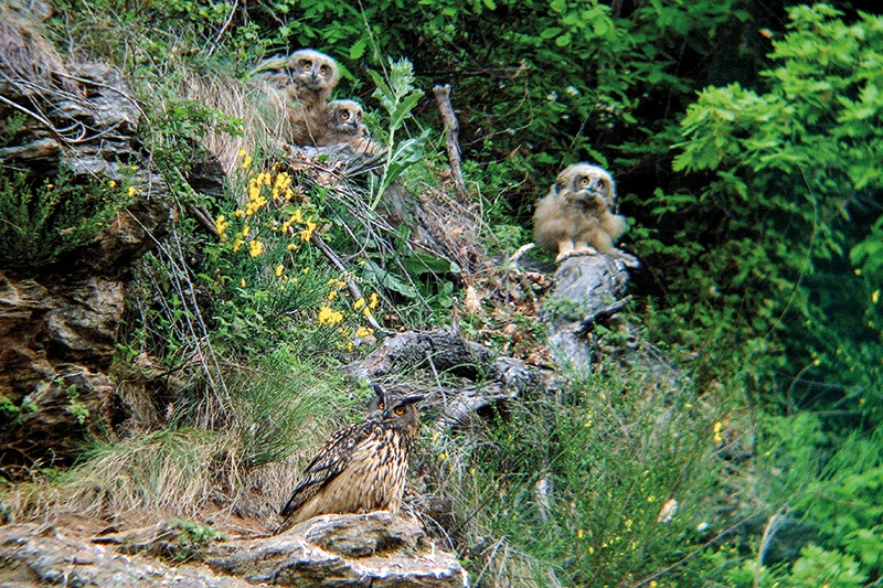 Uhu mit Astlingen im Jugendkleid. Foto: Luca Giachino