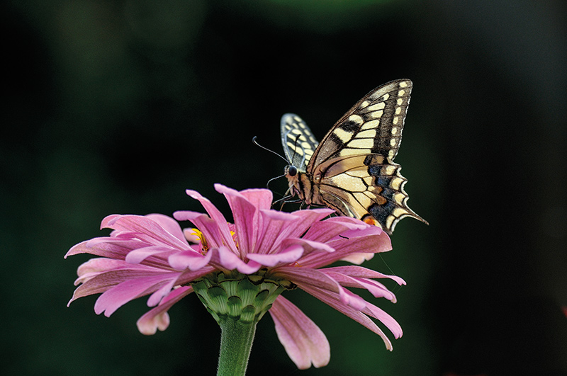 Schwalbenschwanz; Papilio machaon; Foto: Pierfrancesco Mingo