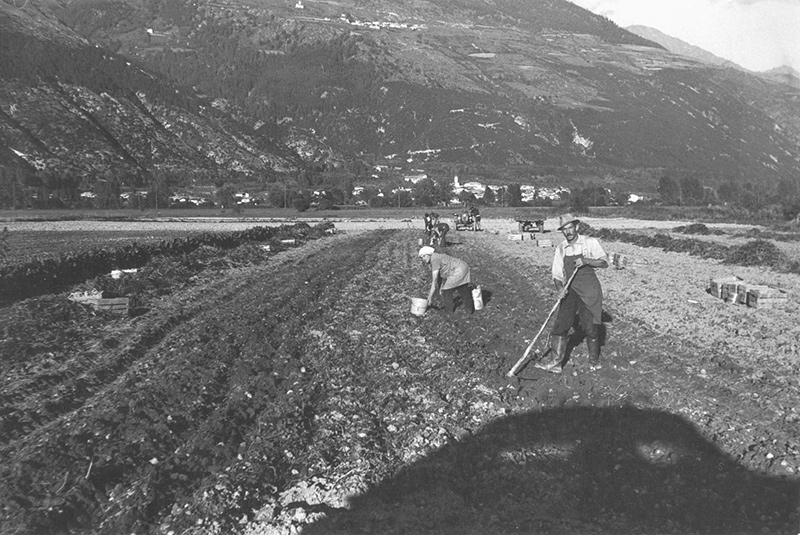 Rübenernte zwischen Prad und Eyrs vor 40 Jahren, Foto: Hans Wielander. Radikale Umstellungen in der Landwirtschaft sind typisch für die Gegend, die sich jetzt erfolgreich auf Obstbau umstellt.