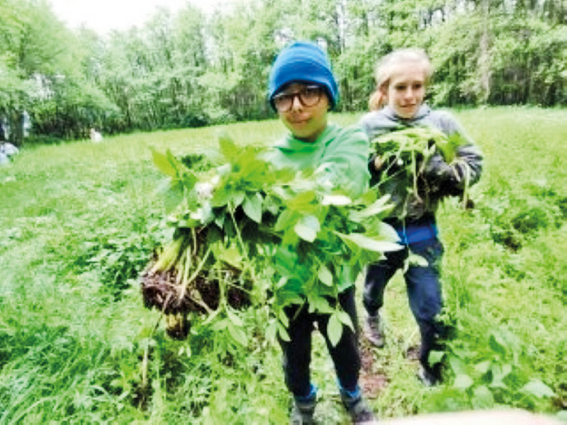 Zwei Schüler mit dem herausgerissenem Springkraut im Arm