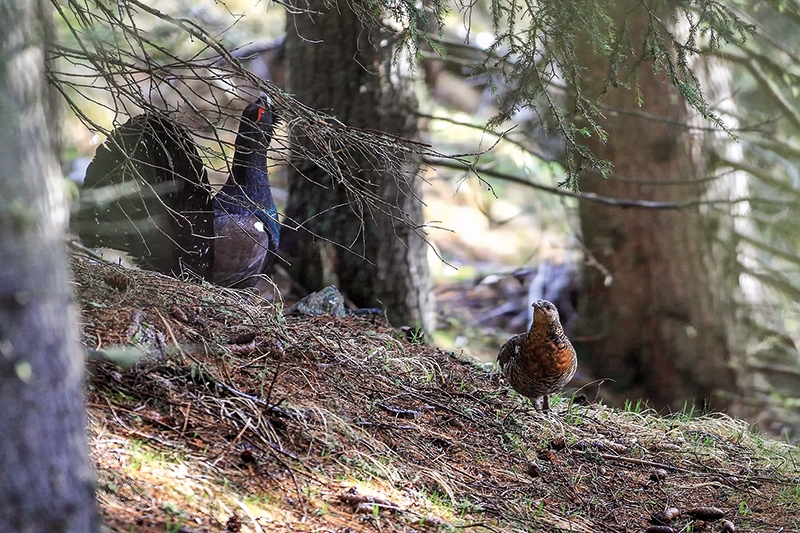 Bodenbalz des Auerhuhns; Foto: Diego Monsorno