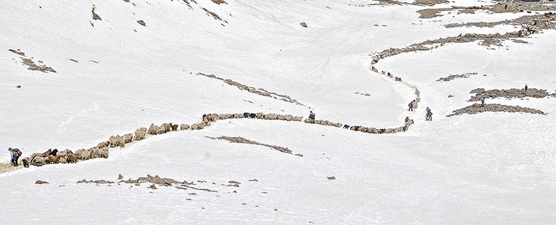 Schaftrieb vom Vinschgau ins Schnalstal bis ins österreichische Ötztal. Foto: Gianni Bodini