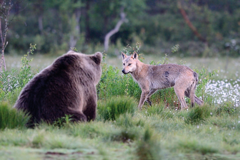 Wolf und Braunbär sind in die Alpen zurückgekehrt.  Beide Beutegreifer polarisieren stark und wecken Ängste. Ohne ihr Management wird die viehhaltende Berglandwirtschaft mit Almsömmerung auf mittlere und lange Sicht gefährdet. Auch die Imkerei wird durch den Bären weiter Schäden erleiden. Schutzzäune und Koppelhaltung von Schafen sind im Berggebiet realistischer Weise nicht umsetzbar, bestenfalls im Hügelland und bei Milchschafen, die zum Melken täglich zusammengetrieben werden.  Der Erhalt der genetischen Variabilität von seltenen Haustierrassen wie z.B. dem Villnösser Brillenschaf ist auf gleicher Augenhöhe zu bewerten wie jene der Prädatoren. Foto: Foto: Roberto Caranante