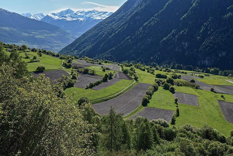 Rifair. Wiesen, Felder, Acker, Hecken, ...