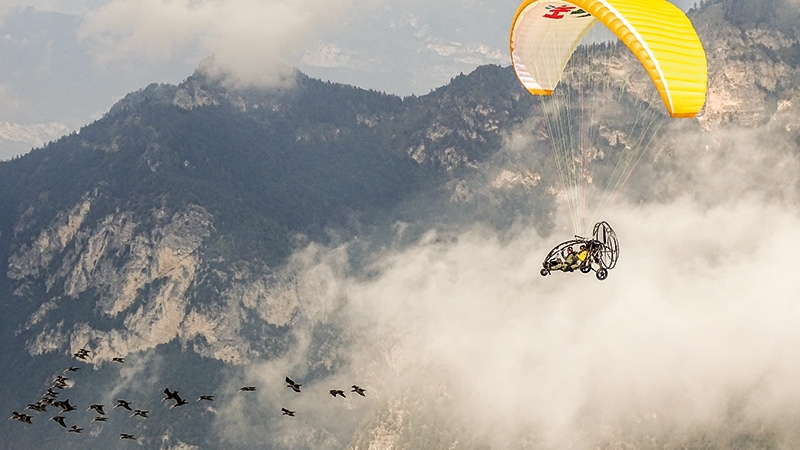 Die Waldrappen folgen dem Paraplan-Fluggerät, in dem neben dem Piloten auch ihre„Ziehmutter“ sitzt.