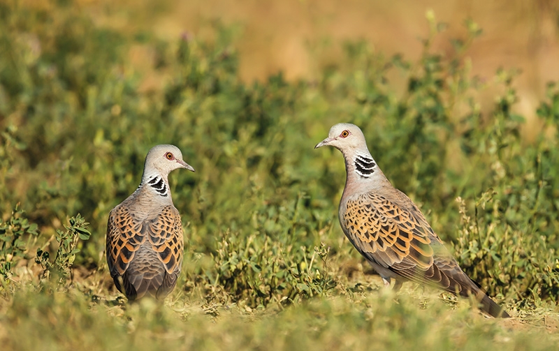 Turteltaube  (Streptopelia turtur)
