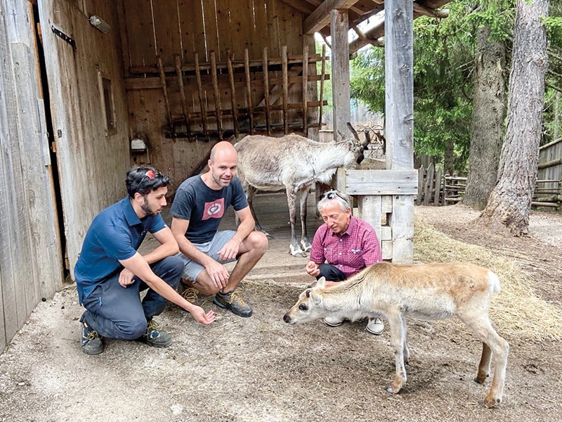 v.l. Roland Holzer, Marc Pfeifhofer und Martin Trafoier im Gehege mit Rentier-Baby „Alba“ auf den Rotwandwiesen bei Sexten