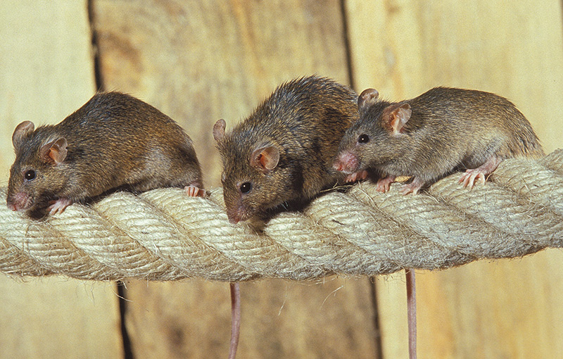 Nur die Mäuse freuen sich - giftiges Problem auf Kosten der Gemeinde Mals: Von Glurnsern verursacht, von Glurnsern entsorgt