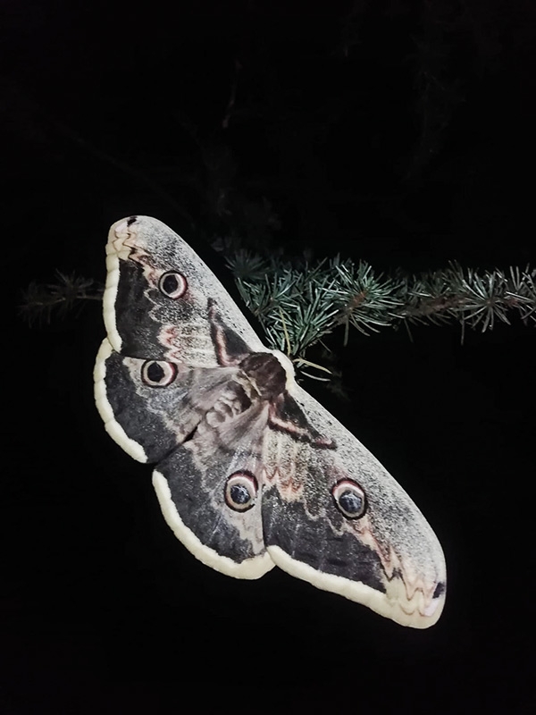 Das Wiener Nachtpfauenauge oder Großer Nachtpfauenauge ist der größte europäische Schmetterling. Er kann bis 17 cm groß werden.