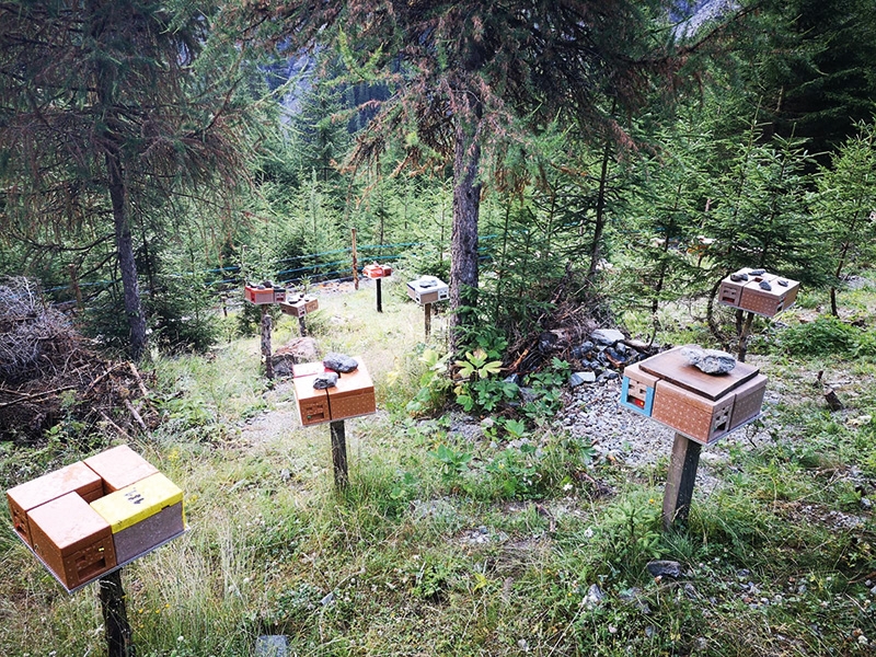 die Carnica Bienenköniginnen-Belegstelle an der Stilferjoch Straße bei Trafoi
