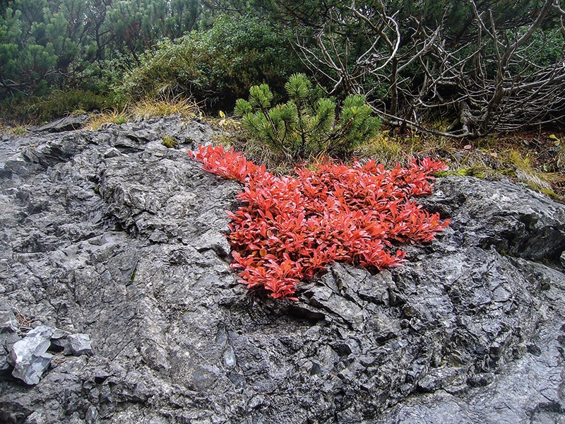Die Alpen-Bärentraube ist sommergrün und damit blattwerfend. Sie ist ein Kalkanzeiger