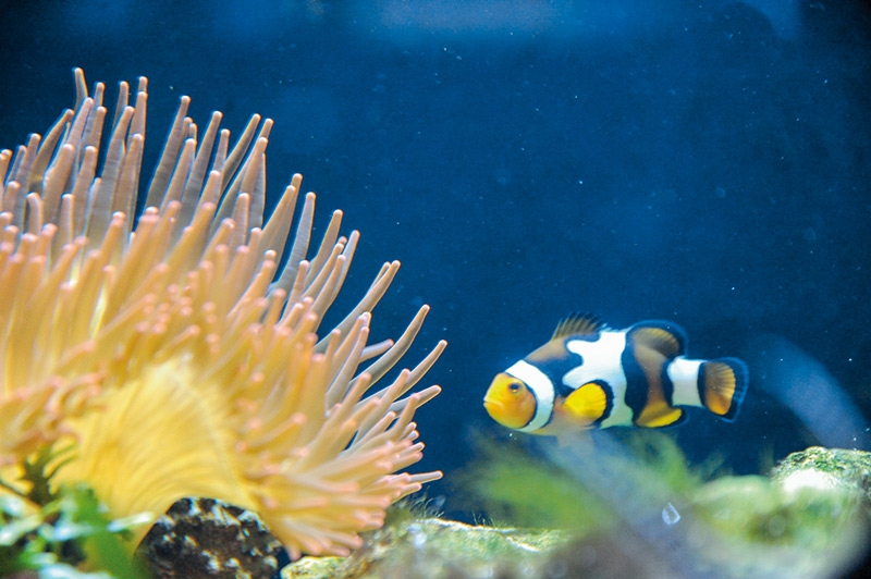 Global denken, lokal handeln. Auch wenn sie weit von uns entfernt liegen, gehen sie uns etwas an: die Korallenriffe. Der Anemonenfisch (Amphiprion precula) ist aus dem Film „Findet Nemo“ Botschafter für den Schutz der Korallenriffe. Foto aus dem „Haus des Meeres“ in Wien