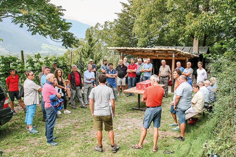 links: Vinschger Weinbauern bei der diesjährigen Herbstbegehung im August in den Rebanlagen der Weinbauern Theodor Mitterer und Elmar Luggin in den „Scheanen“ bei Schluderns. Zu Gast waren auch Weinbauern aus Nordtirol