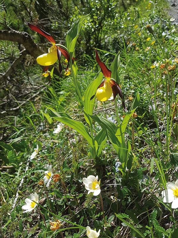Frauenschuh und Silberwurz als Kalkanzeiger bei den Drei Brunnen in Trafoi