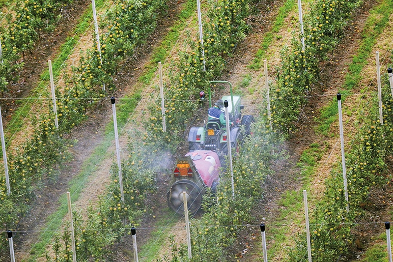 Das Bild, mit dem die Süddeutsche aufgemacht hat: „Foto: M. Henning/imago/blickwinkel Äpfel, die Spalier stehen: So lassen sich die Obstgärten leichter maschinell bearbeiten. Ein Bauer bringt ein Pestizid aus.“