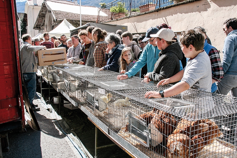 Großer Andrang beim Stand des italienischen Geflügelzüchters