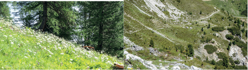 links: Subalpiner Bergwald und krautige Pflanzengesellschaft bei Kehre 31 an der Stilfserjochstraße; rechts: Zwergstrauchheide mit alpine Rasengesellschaften auf dem Weg von der Franzenshöhe zur Berglhüttte