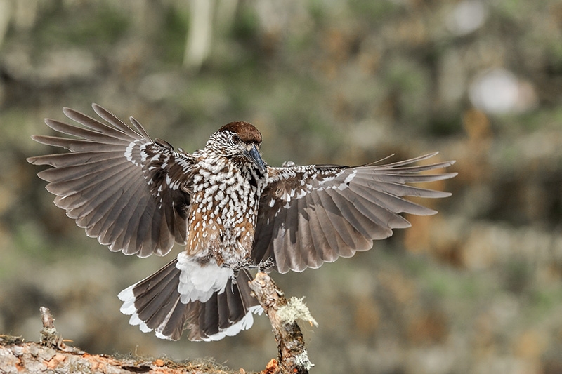 Foto: Franco Fratini