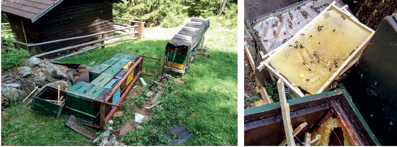 Auf den Waben erkennt man noch die Krallen des Bären. Bären lieben Honig, aber noch mehr die Bienenlarven. Diese sind vor allem im Frühjahr nach einem langen Winterschlaf eine willkommene Eiweißquelle. rechts: Die überfallenen Bienenstöcke befinden sich etwa 300 Meter Luftlinie von St. Medardus entfernt