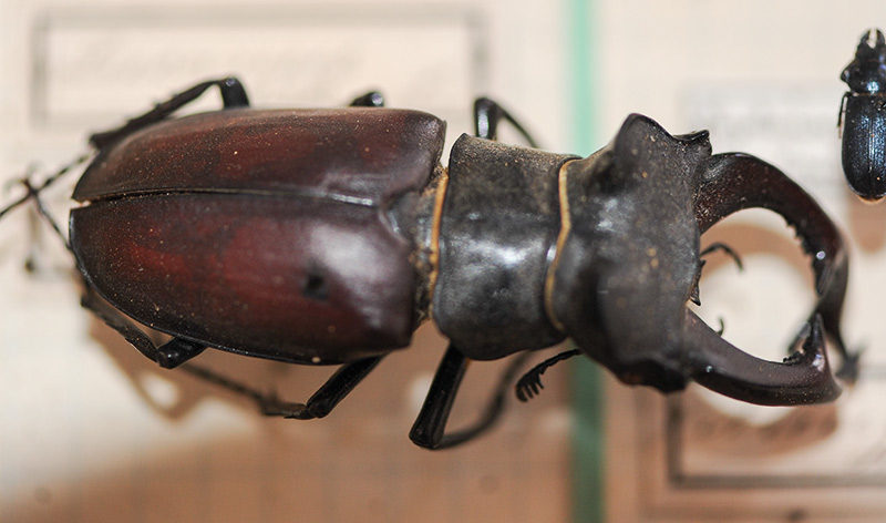 Hirschkäfer