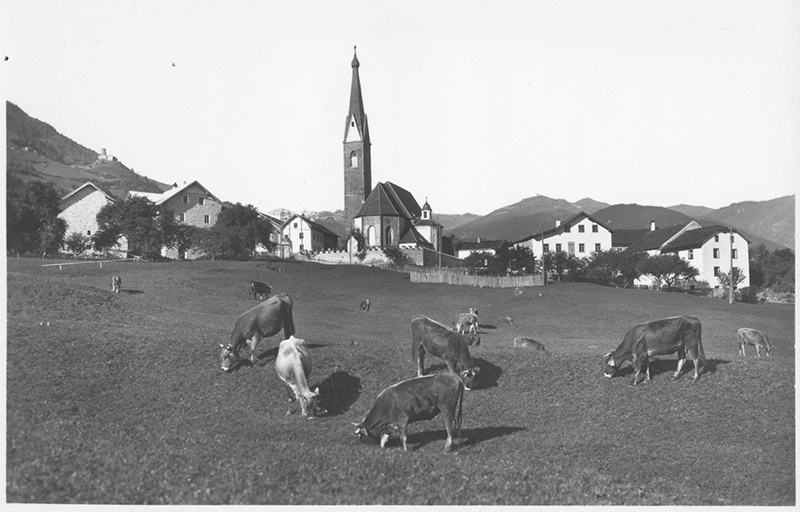 Tschenglss und Kühe