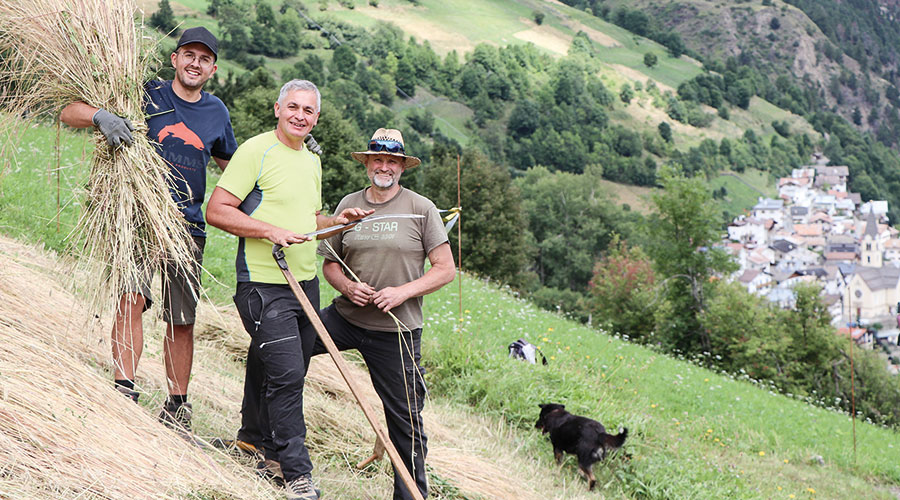 Das Mitarbeiterteam der Raiffeisenkasse Prad-Taufers hilft bei der Kornernte in Stilfs