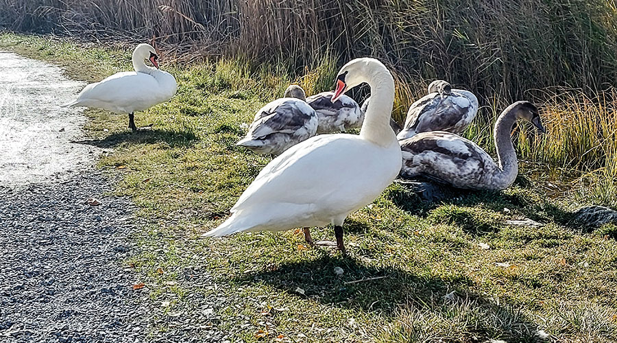 Höckerschwan (Cygnus olor)