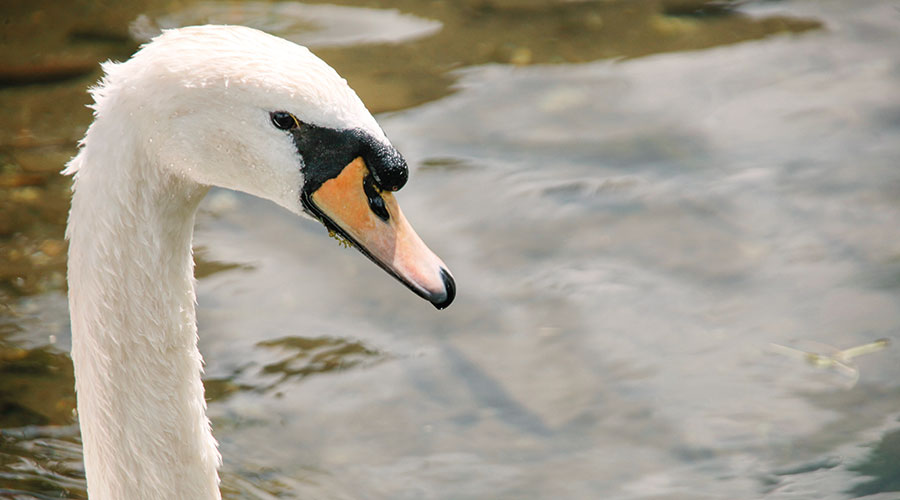 Höckerschwan (Cygnus olor); Foto: Cristian Tafani
