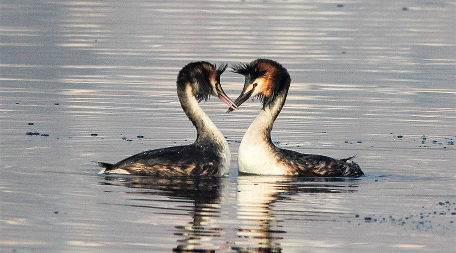 Haubentaucher (Podiceps cristatus), Weibchen und Männchen ohne Geschlechtsdimorphismus. Foto: Horand Maier