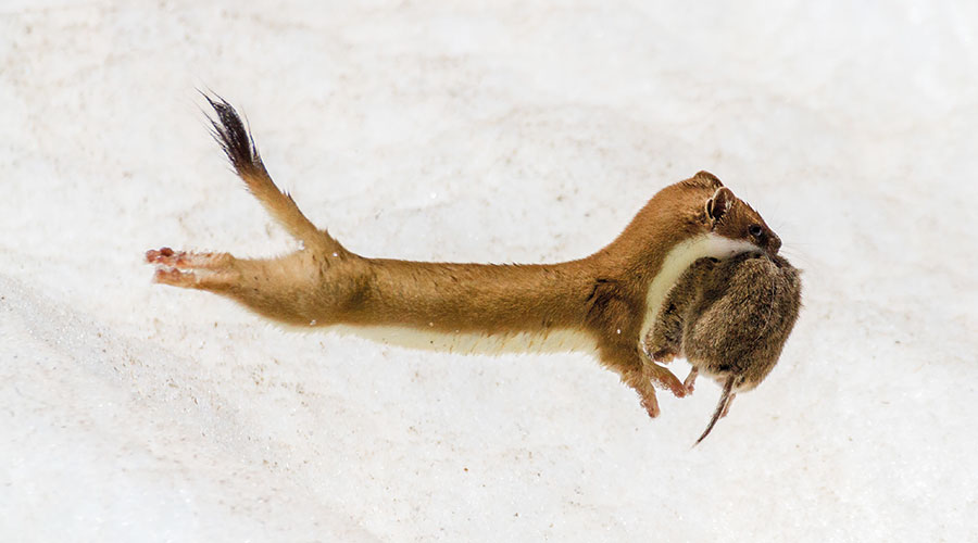 Mauswiesel; Foto: Raffaele Turvani