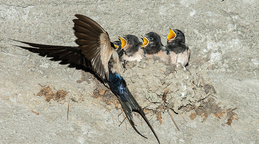 Rauchschwalben (Hirundo rustica)