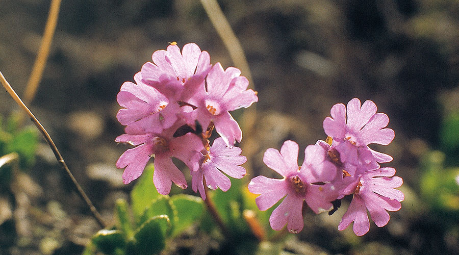 Klebrige Primel („Speik“)