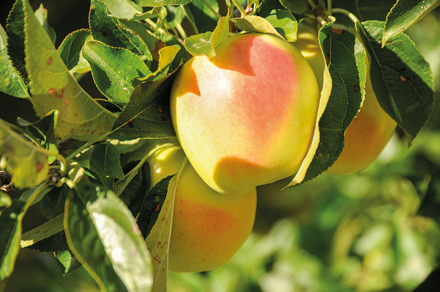 natur Golden Delicious Feld 12