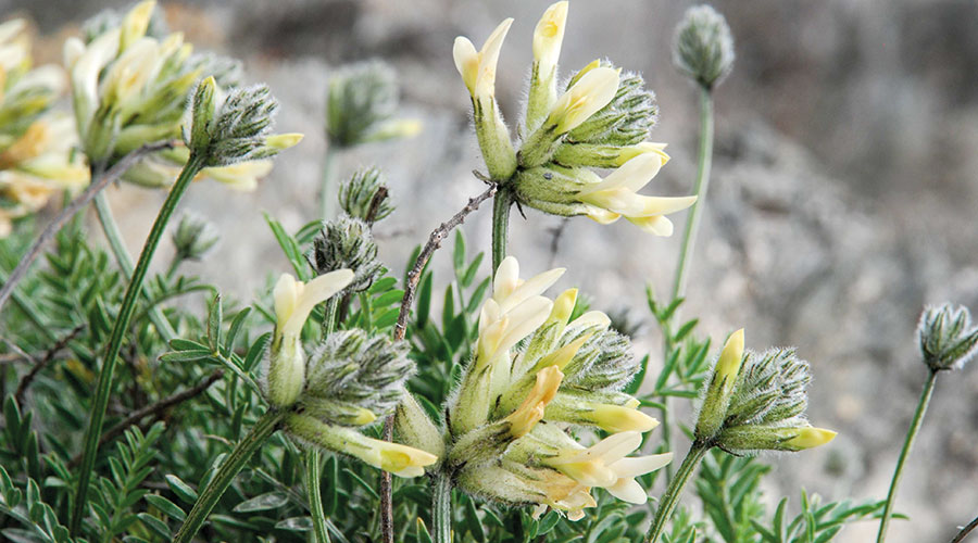 Blasen-Tragant (Astragalus vescicarius subspec. pastellianus)