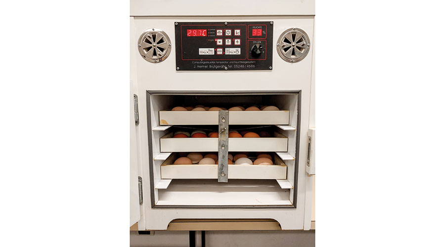 Bei der Kunstbrut im Inkubator werden die Bedingungen der Naturbrut nachsimuliert