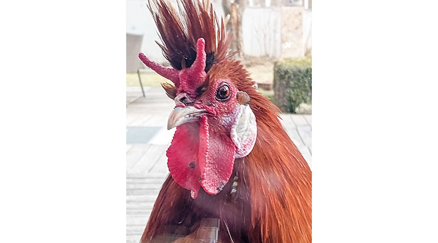 Hahn der Rasse Apenzeller Haubenhuhn, im Farbschlag Goldbronze