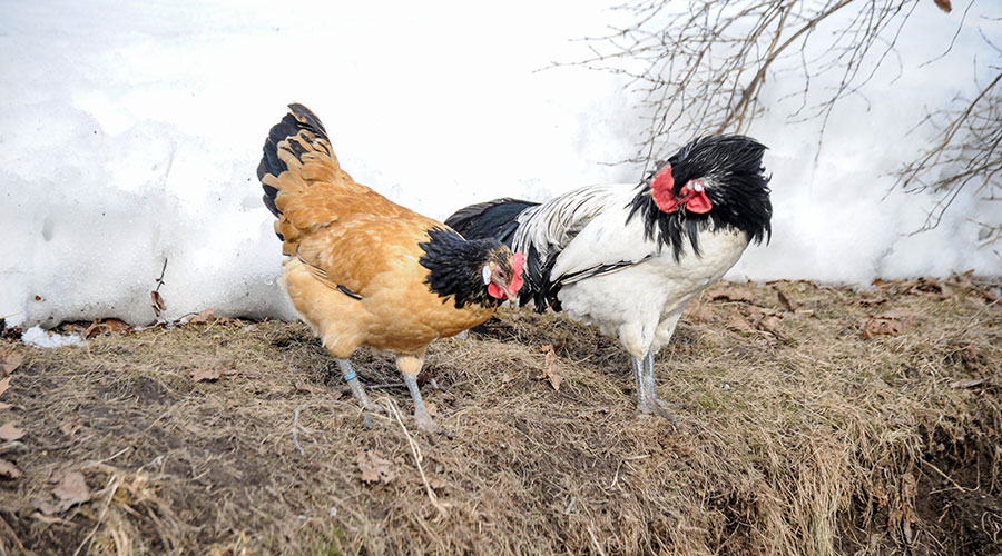 Zwei Hennen der Rasse Vorwerk und Lakenvelder 