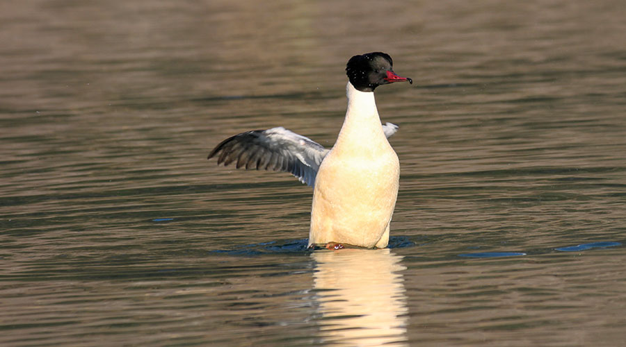 Gänsesäger Männchen in Balzhaltung. 