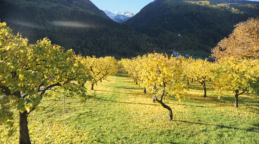 Marillenwiese bei der St. Nikolaus-Kirche in Laas in den Herbstfarben