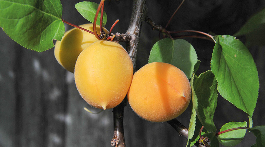 Hunza-Marille; Foto: Franz Grassl
