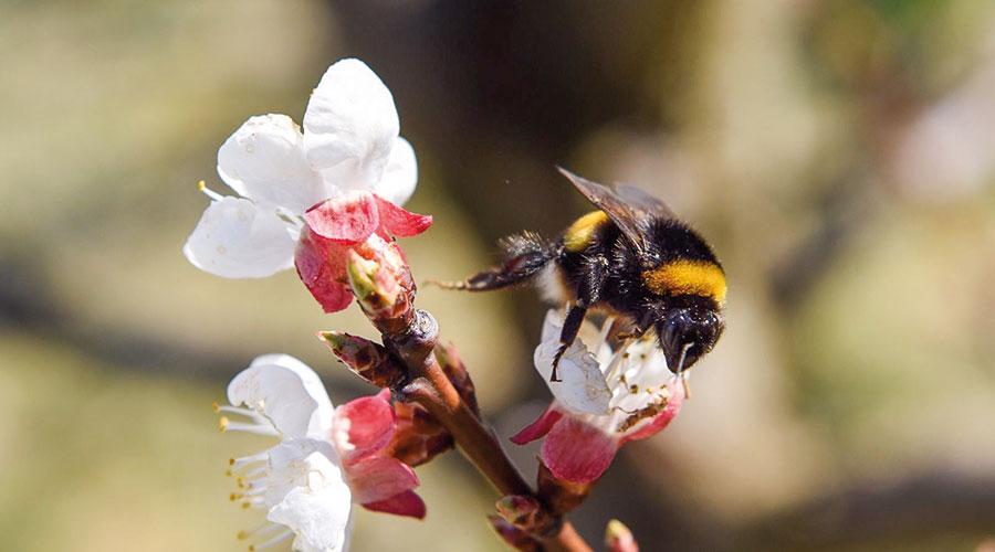 Erdhummel als Bestäuberin der Marillenblüten; Foto: Franz Grassl