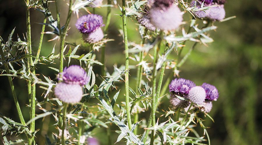 Wollkratzdisteln, Skabiosen aber auch Tragant und Kleearten gehören zu den  Futterpflanzen der Widderchen