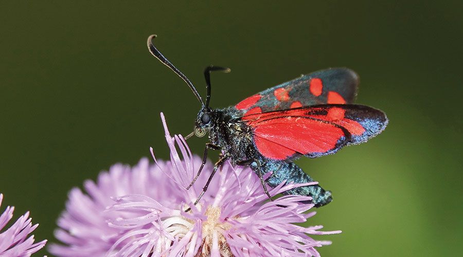Es gibt Rotwidderchen und Grünwidderchen. Widderchen heißen sie, weil ihre Fühler gekrümmt sind wie die Hörner von Widdern; Foto: Alessandro Vicari