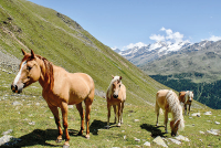 In Südtirol gibt es rund 3100 Haflinger. Der Südtiroler Haflinger Pferdezuchtverband hat 805 Mitglieder, darunter 50 aus dem Vinschgau. Dass der Haflinger eigentlich ein Schludernser ist, wurde der Gemeinde Schluderns 1992 durch die Entscheidung der EU 92/354 offiziell bestätigt, so Bürgermeister Heiko Hauser Foto :Gianni Bodini